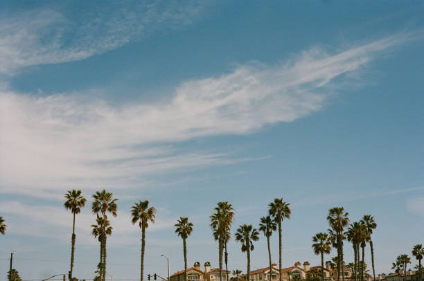 istock Los Angeles Surfing and Skyline 1184631050