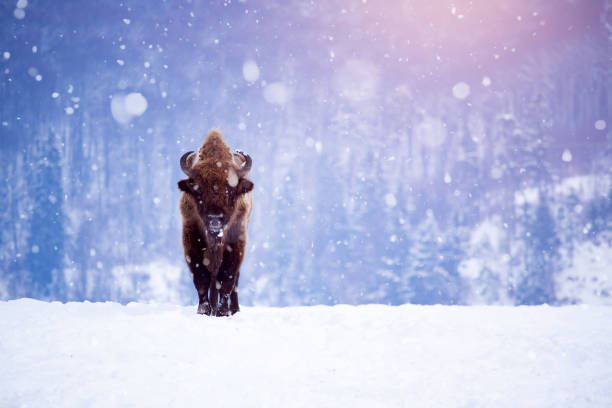 European bison in winter stock photo