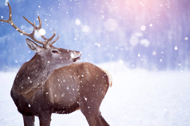 istock Red deer in snow 1184634958