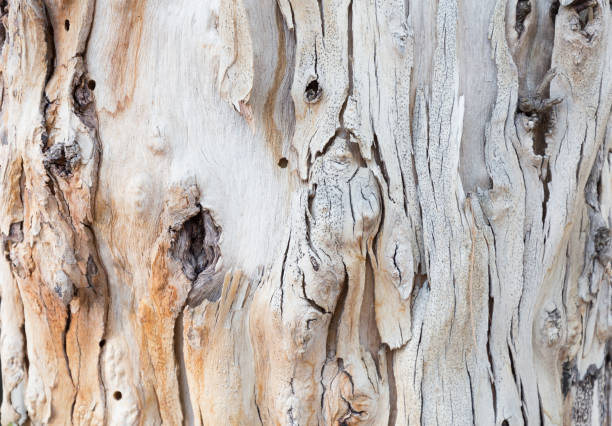 rinde des baumes. hintergrund. tapete textur. nahaufnahme. - bark textured close up tree stock-fotos und bilder
