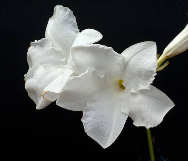 istock Chilean Jasmine, Mandevilla laxa 1184636722