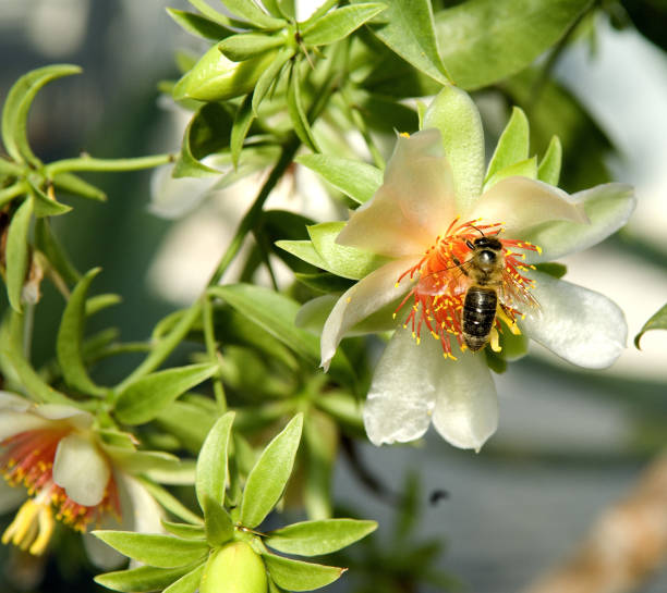 istock Barbados gooseberry; Pereskia aculeata; 1184636724