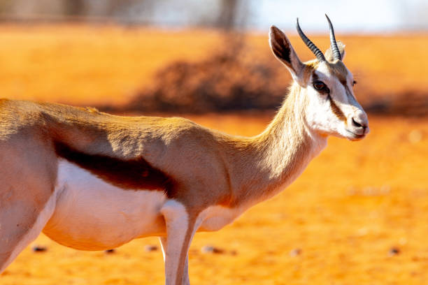 istock Animals at Etosha National park 1184636788