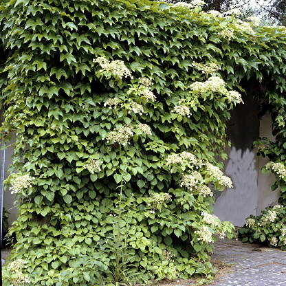 Vines on wall