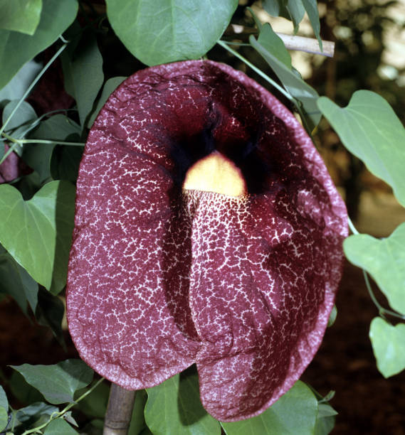 istock Pfeifenblume; Aristolochia 1184636827