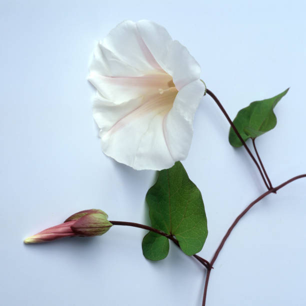 istock Zaunwinde; Convolvulus 1184636905