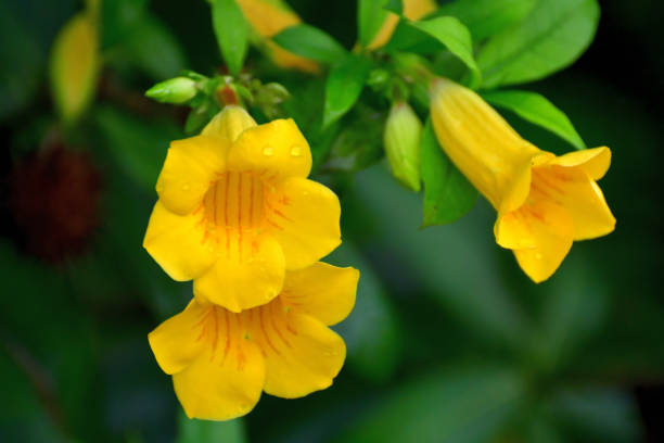 Allamanda nerifolia, also called Allamanda cathartica, is very attractive ever-blooming tropical plant with bright yellow trumpet flowers.