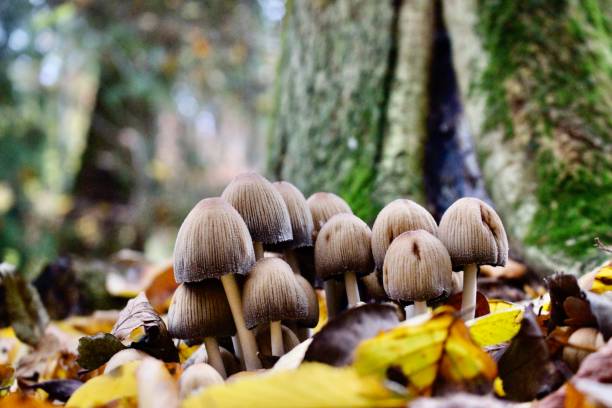 istock Mushrooms close to a tree / blurred background 1184637781