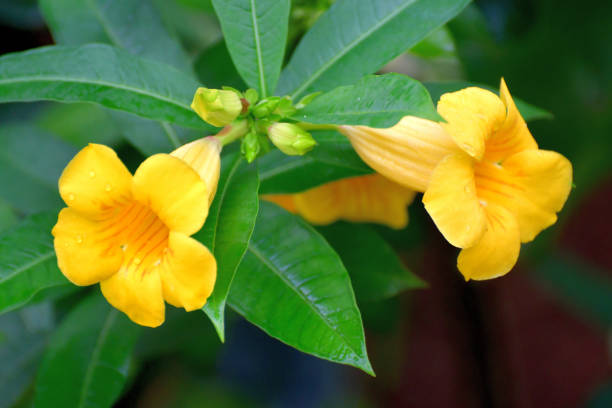 istock Allamanda nerifolia/ Allamanda cathartica Flower 1184638210