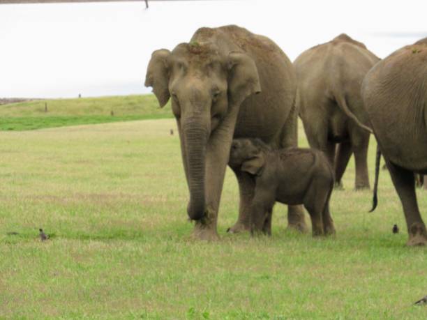 istock Elephant breast feeding baby 1184638568