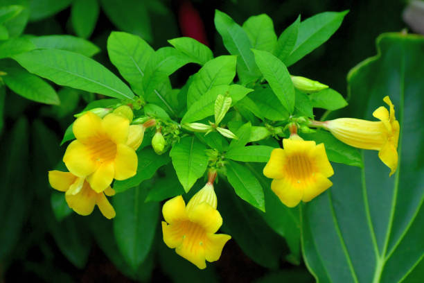 istock Allamanda nerifolia/ Allamanda cathartica Flower 1184639495