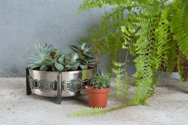 istock Succulents in old metal bowl 1184639966