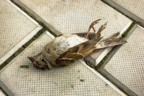 istock Bird shot down by car. Sparrow on the sidewalk. 1184640195