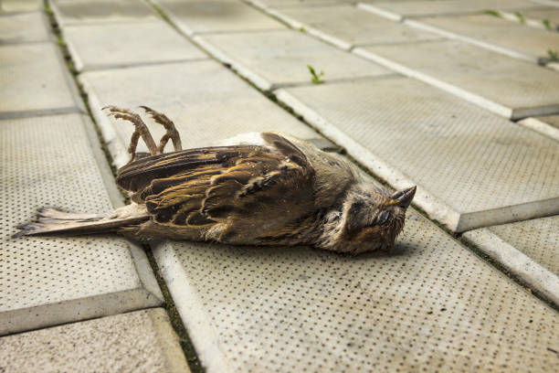 Pájaro Muerto - Banco de fotos e imágenes de stock - iStock Pájaro Muerto - Banco de fotos e imágenes de stock - iStock