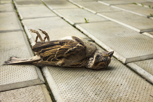 The lifeless sparrow lies on the sidewalk. Bird shot down by car