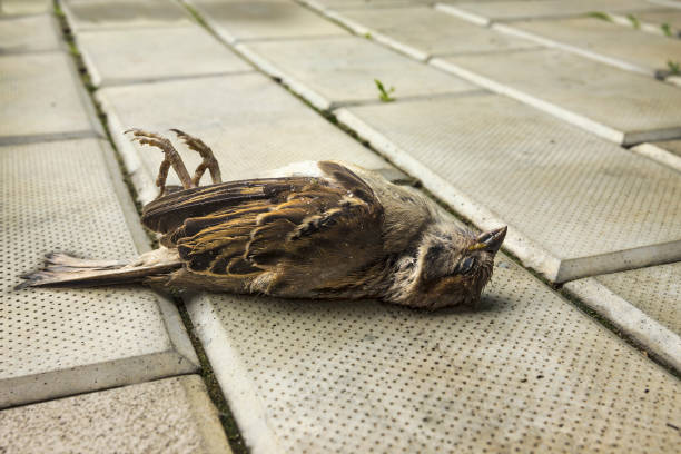 Sparrow on the sidewalk. Bird shot down by car The lifeless sparrow lies on the sidewalk. Bird shot down by car song sparrow stock pictures, royalty-free photos & images