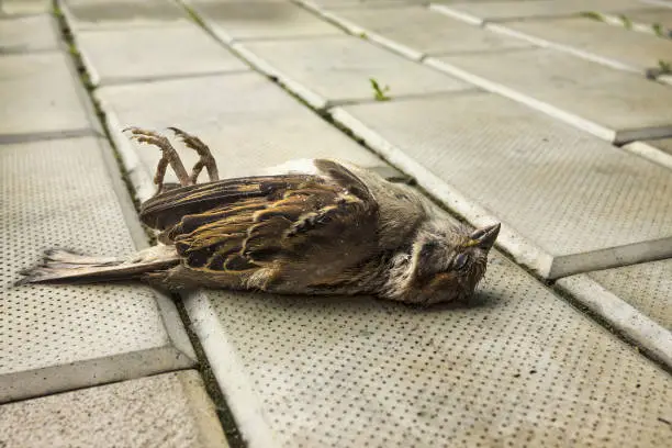 Photo of Sparrow on the sidewalk. Bird shot down by car