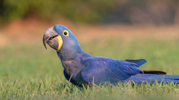 istock Hyacinth Ara, Hyacinth Macaw, Anodorhynchus hyacinthinus 1184640629