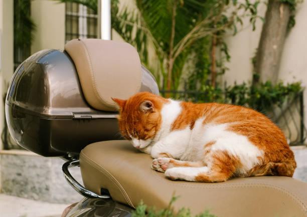 istock Cat sleeping on the seat of a scooter 1184640660