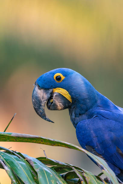 istock Hyacinth Ara, Hyacinth Macaw, Anodorhynchus hyacinthinus 1184641048