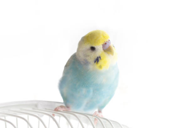 istock The budgerigar (parakeet)which relaxes in a room 1184641980