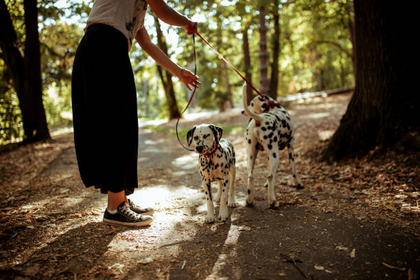istock Young woman with dogs 1184643487