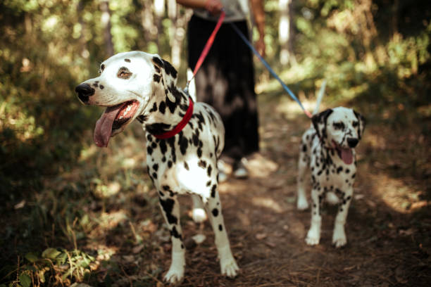 istock Young woman with dogs 1184643724