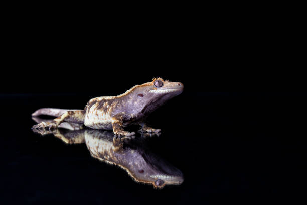 istock Studio shot of Crested Gecko and its reflection on black 1184644714