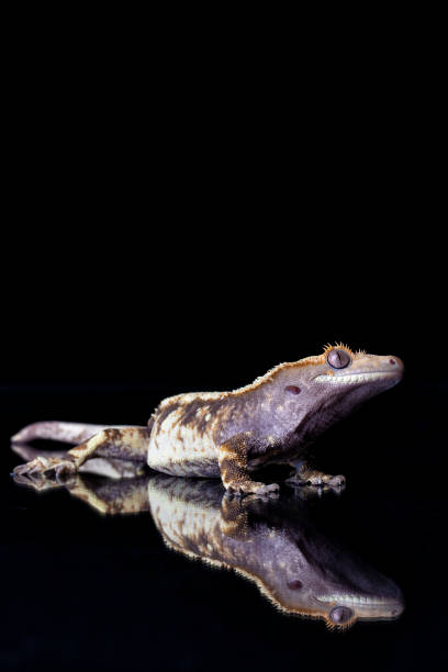 istock Studio shot of Crested Gecko and its reflection on black 1184644733