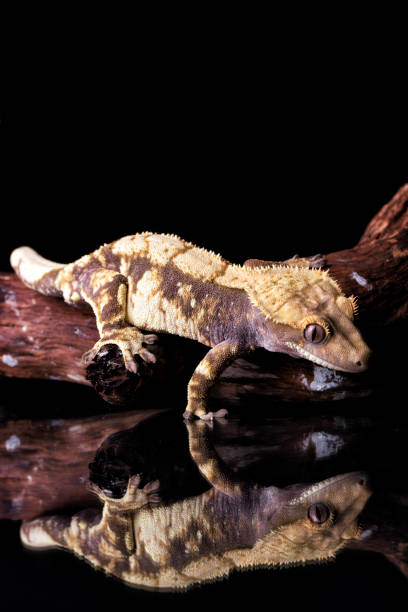 istock Studio shot of Crested Gecko and its reflection on black 1184644740