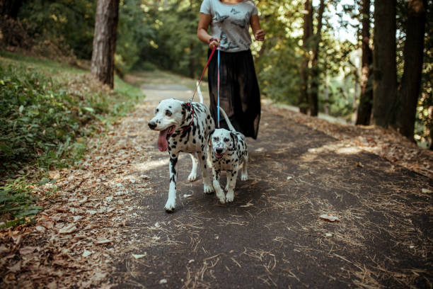 istock Young woman with dogs 1184644815