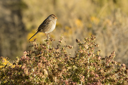 South of Farminigton New Mexico, a field sparrow perches on a desert shrub in the Bisti De-Na-Zin Wilderness badlands.
