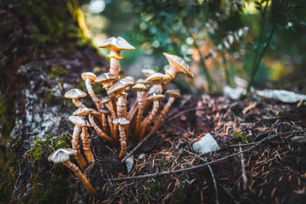 Mushrooms in the autumn forest