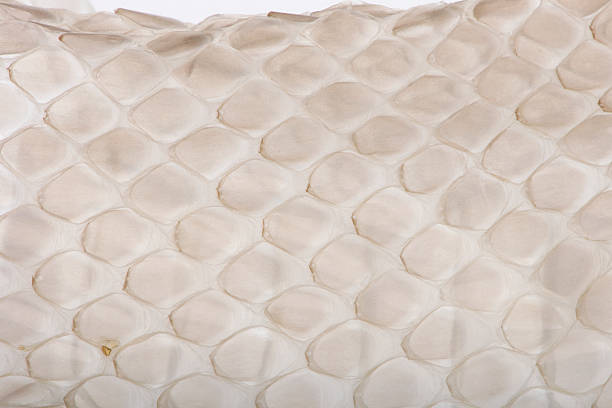 istock Close-up of squamata, scaled reptile against white background 118464604