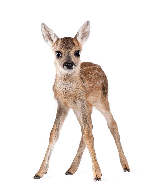 porträt von roe deer rehkitz, steht vor weißem hintergrund - deer portrait stock-fotos und bilder