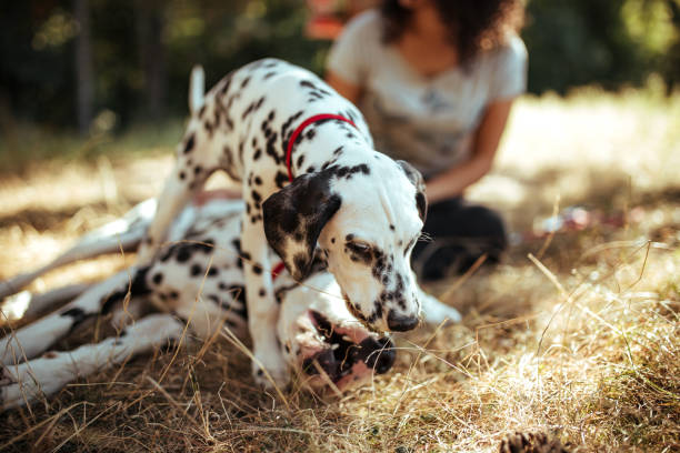 istock Young woman with dogs 1184646164