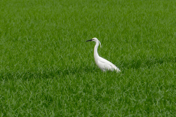 A white little egret (Egretta garzetta), a species of small heron in the family Ardeidae. Photograpy taken in a rice field near Vercelli (Italy)