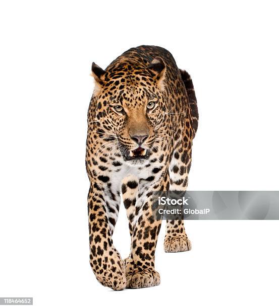 Foto de Leopardo Caminhada E Snarling Contra Fundo Branco e mais fotos de stock de Leopardo - Leopardo, Figura para recortar, Andar