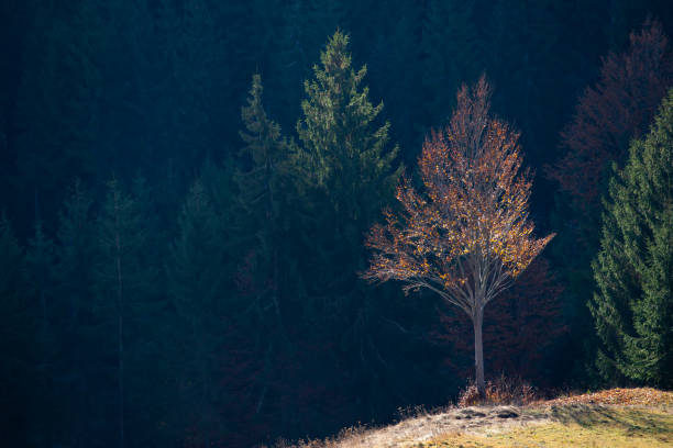 istock Autumn foliage in the mountains. 1184647364