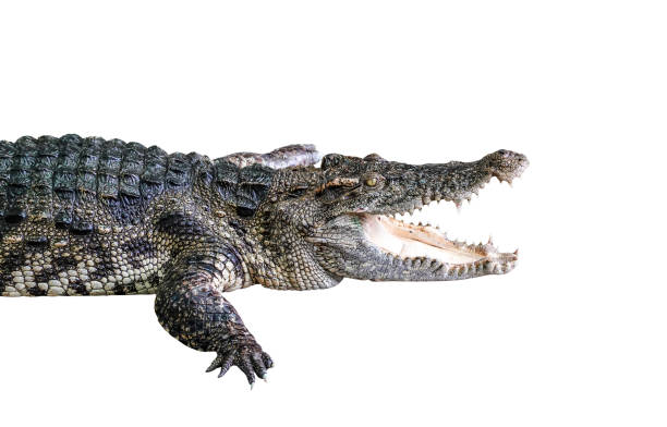 istock Wildlife crocodile isolated on white background with clipping path 1184647694