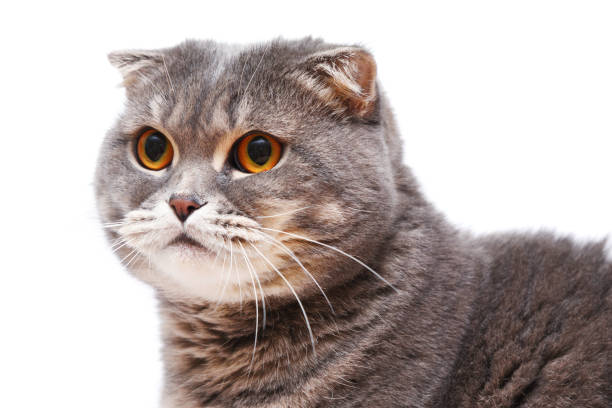 istock Gray Scottish Fold Cat large portrait 1184647848