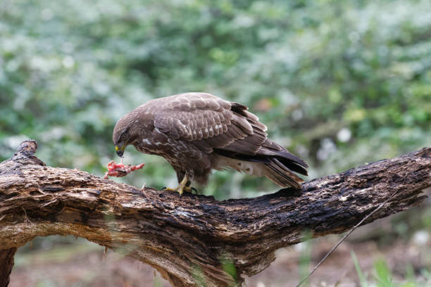 istock Eurasian buzzard eating prey (Buteo buteo) 1184649167