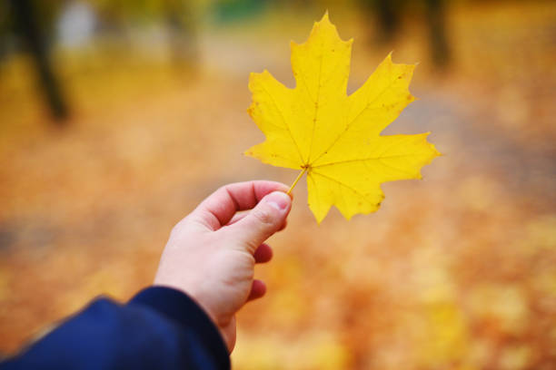 istock Yellow leaf in hand, autumn background 1184649275