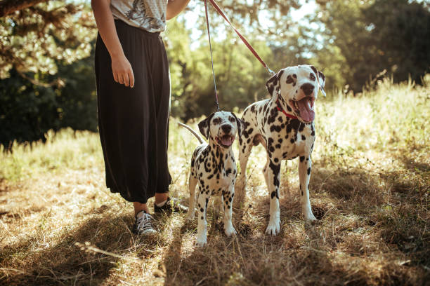 istock Young woman with dogs 1184649497