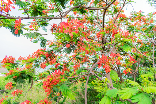Indian red Caesalpinia pulcherrima Flower  looking awesome in a park.