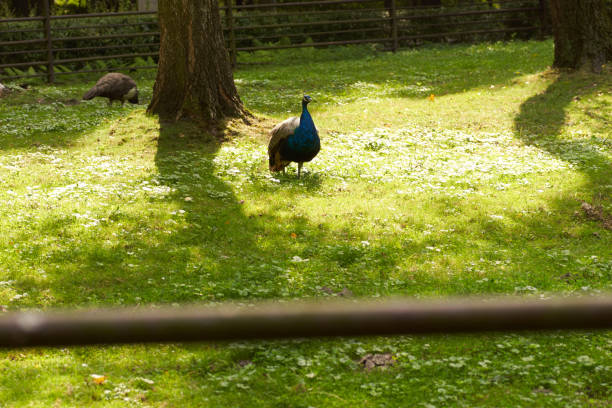 Animals in the zoo in Ostrava