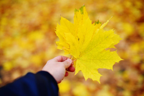 istock Yellow foliage in hand 1184649682