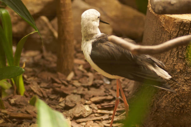 istock Animals in the zoo in Ostrava 1184649939
