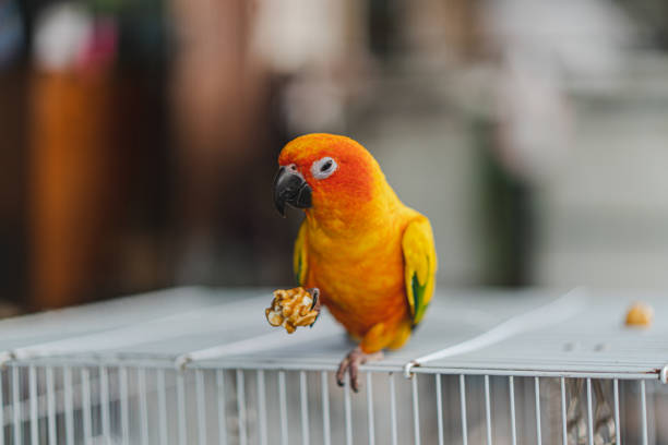 Budgerigar feed in grand bazaar kemeralti izmir turkey