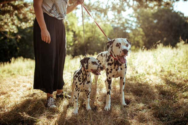 istock Young woman with dogs 1184650273